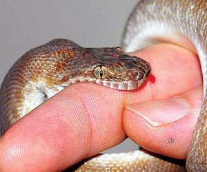 50% of snakebite cases in the world take place in India